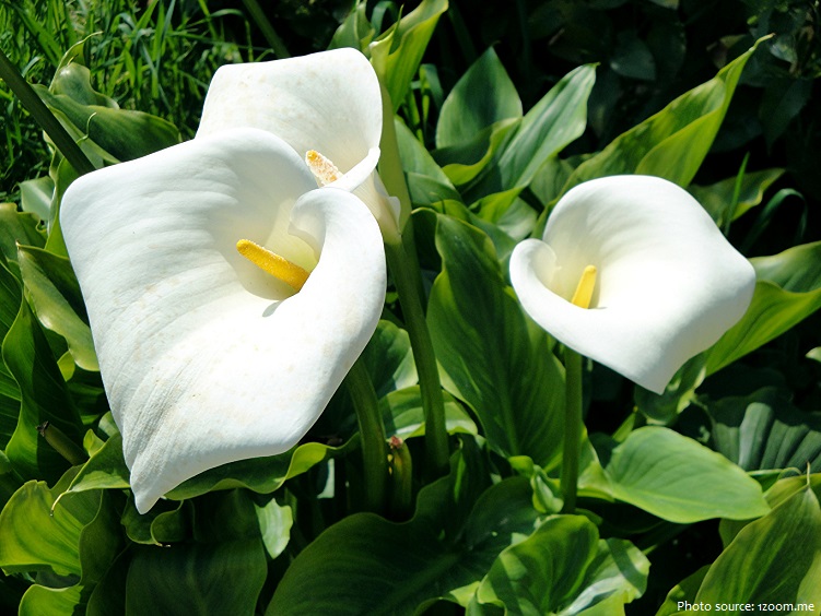 calla-lilies-2