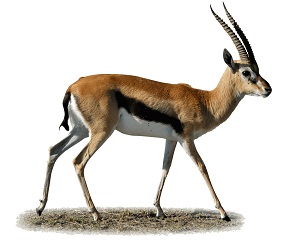 gazelle-3
