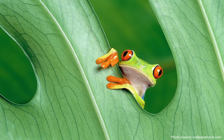 tree-frog-4