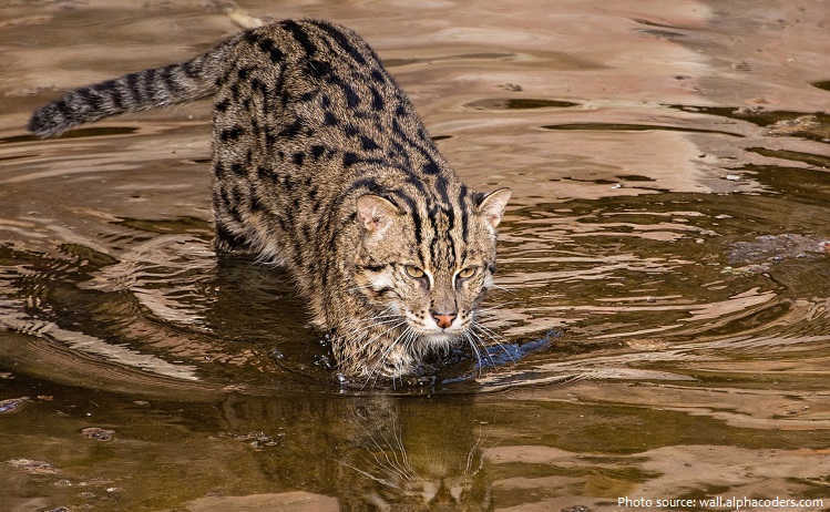 Interesting facts about fishing cats Just Fun Facts
