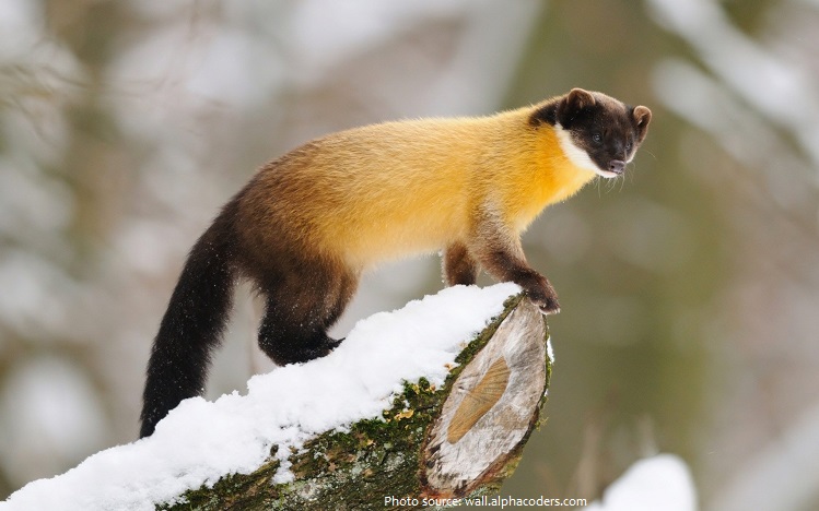 Interesting facts about martens | Just Fun Facts