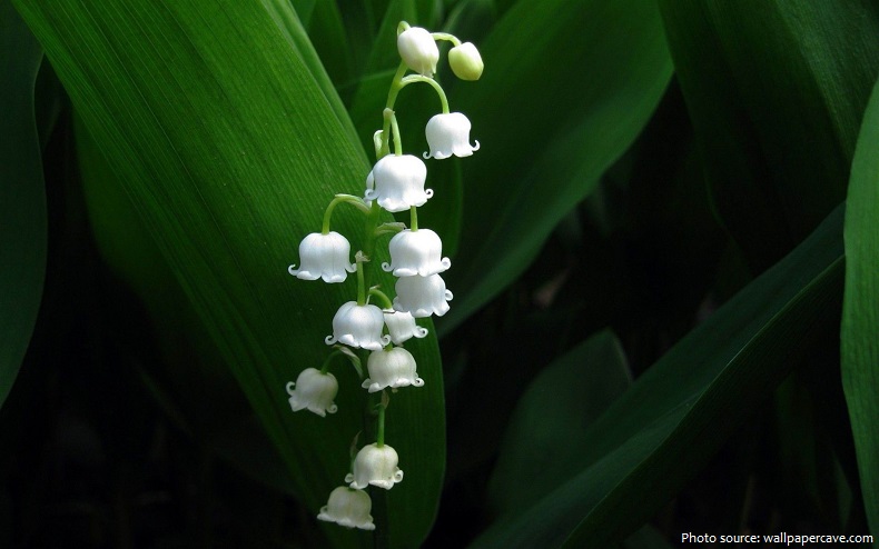 lily-of-the-valley-5