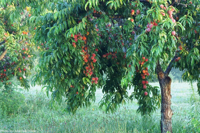 nectarine tree