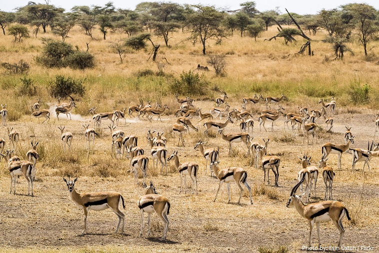 thomson's gazelles