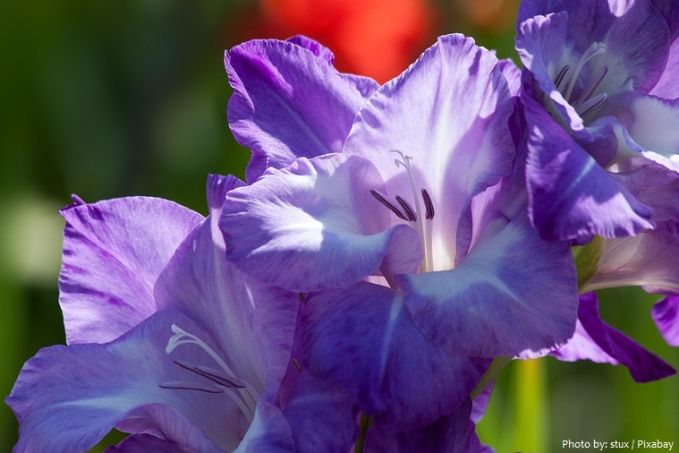Interesting facts about gladiolus | Just Fun Facts