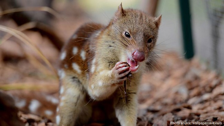 quoll eating