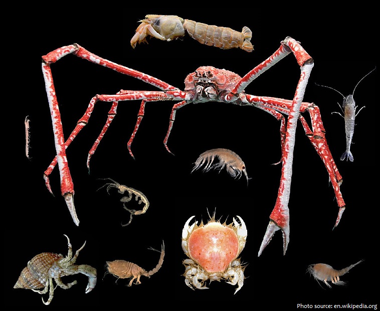 Interesting facts about crustaceans | Just Fun Facts