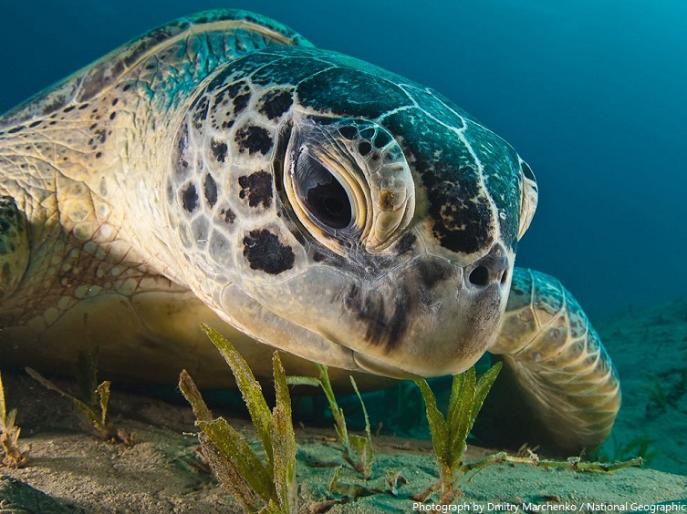 green sea turtle eating