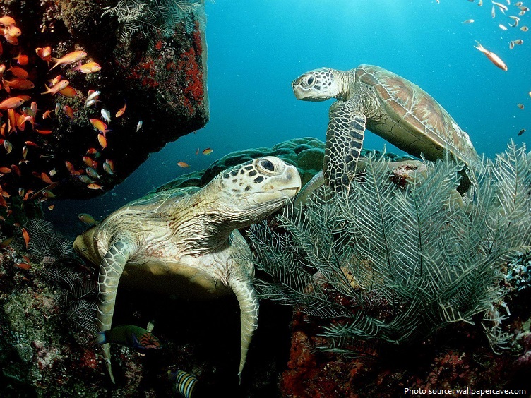 green-sea-turtles