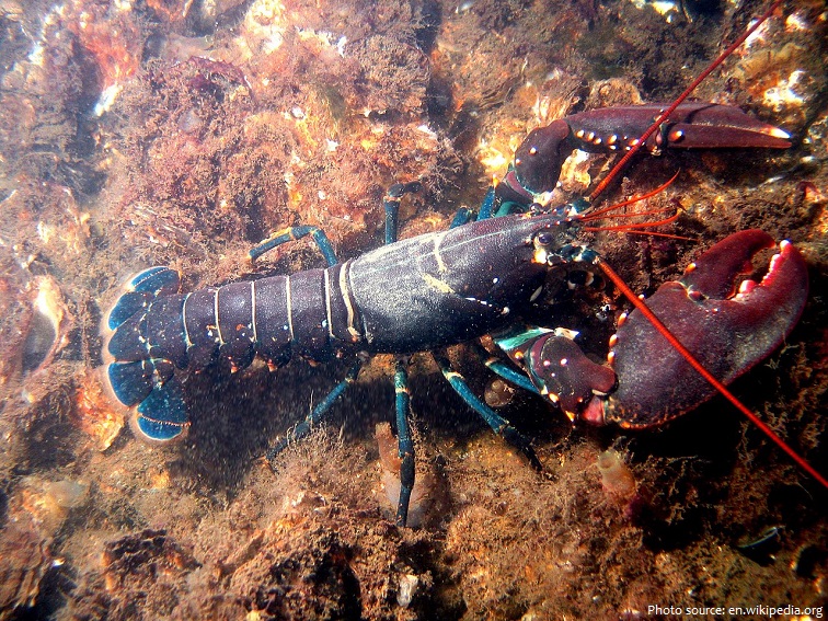 lobster-3