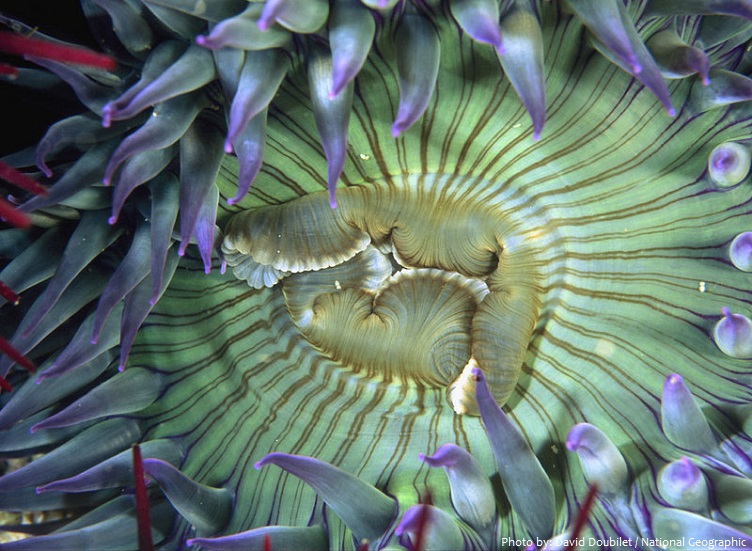 sea-anemone-2