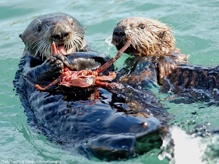 sea otter eating