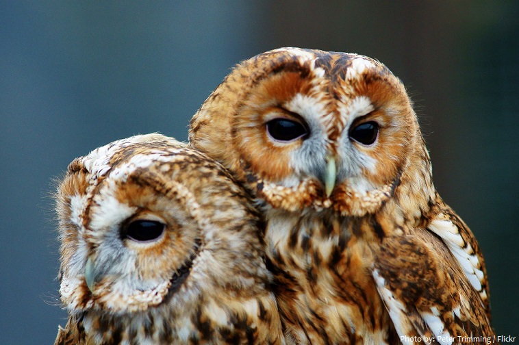 tawny owls