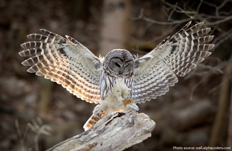 barred-owl-2