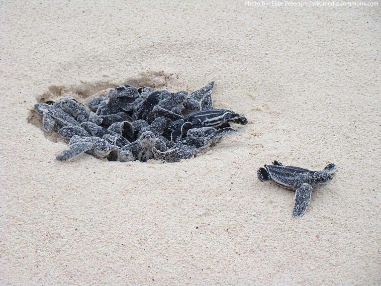 leatherback sea turtle hatchlings