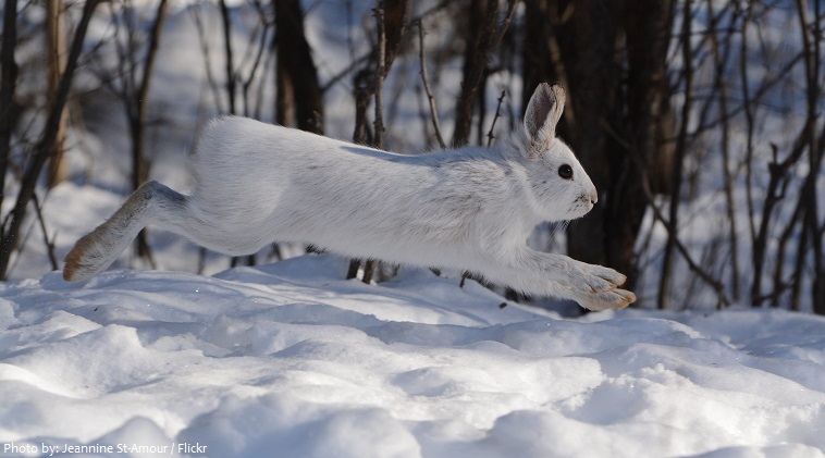 snowshoe-hare-5