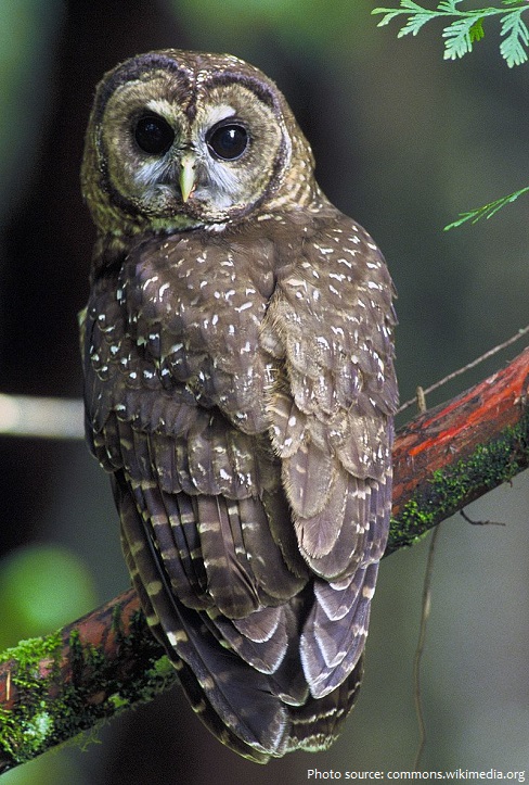 spotted-owl-3