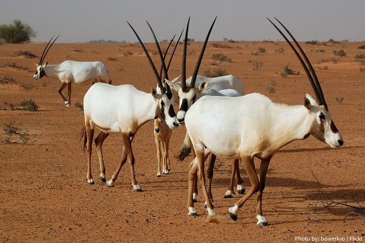 arabian-oryx-2