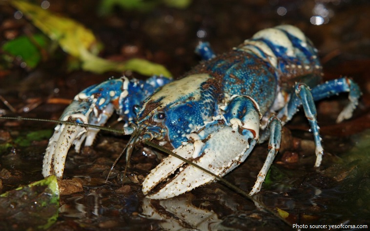 crayfish-2