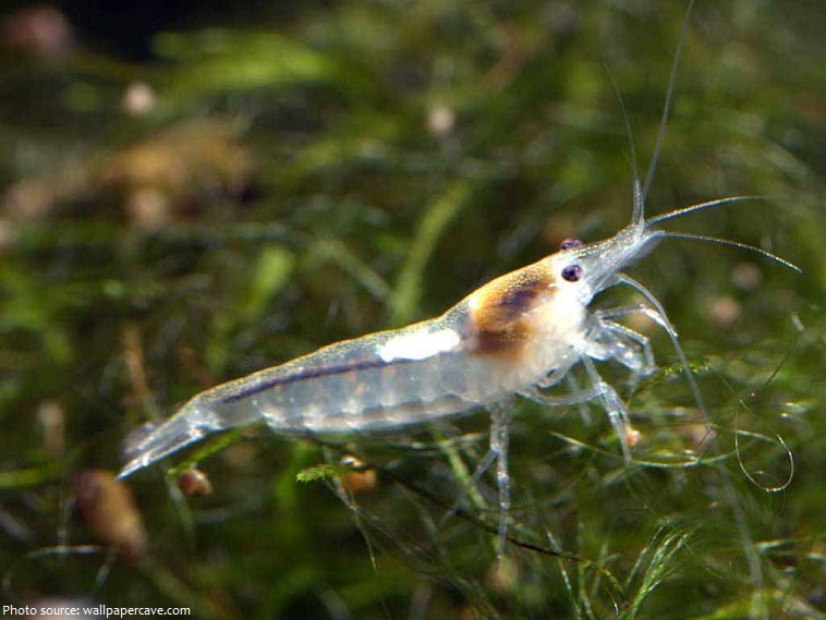 shrimp-2