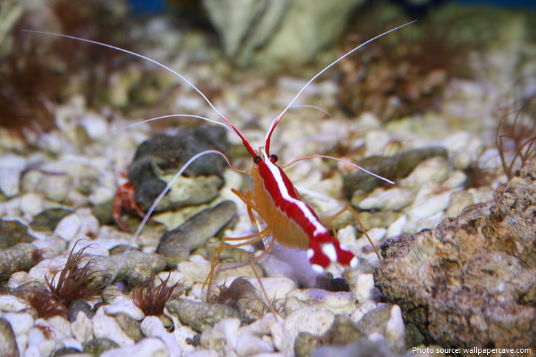 shrimp-3