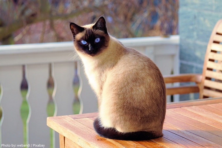 traditional siamese