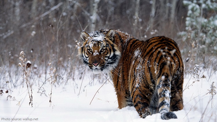 siberian-tiger-5