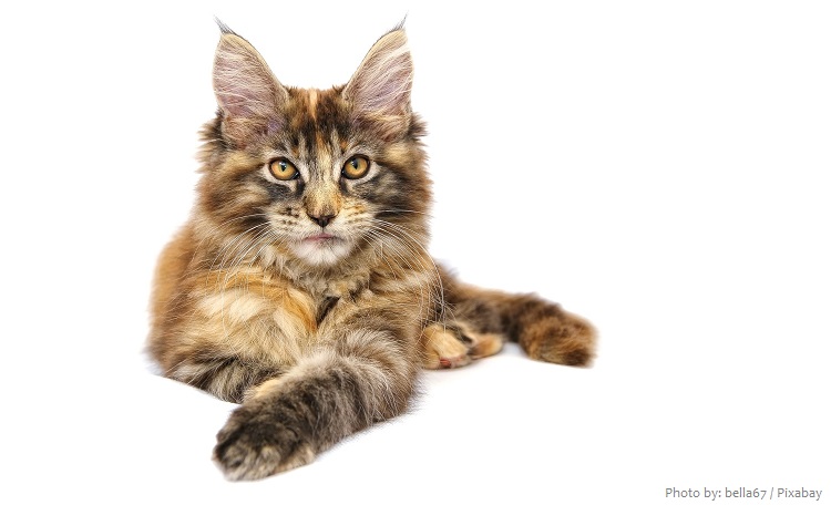 maine-coon-3