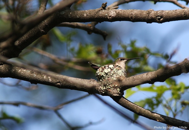 ruby-throated hummingbird nest
