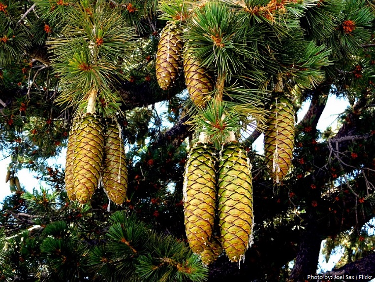 sugar pine cones