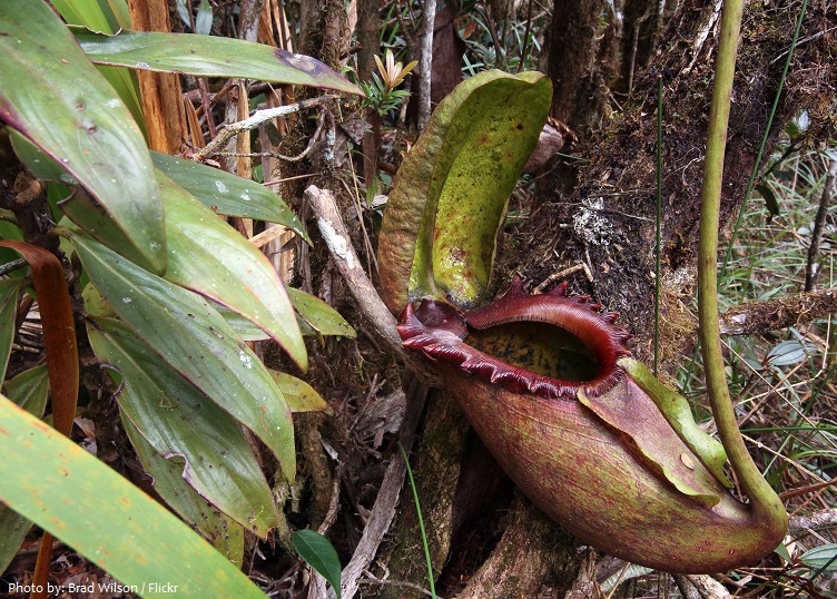 giant montane pitcher plant