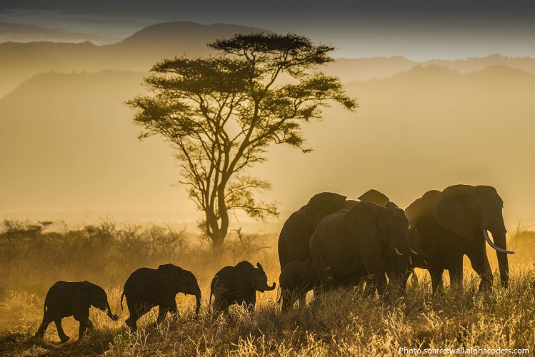 african-bush-elephants-6