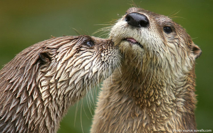 north-american-river-otters-2