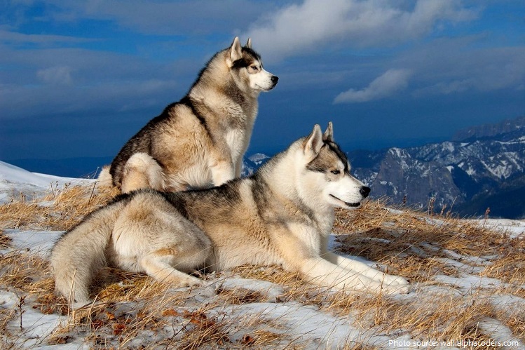 siberian huskies