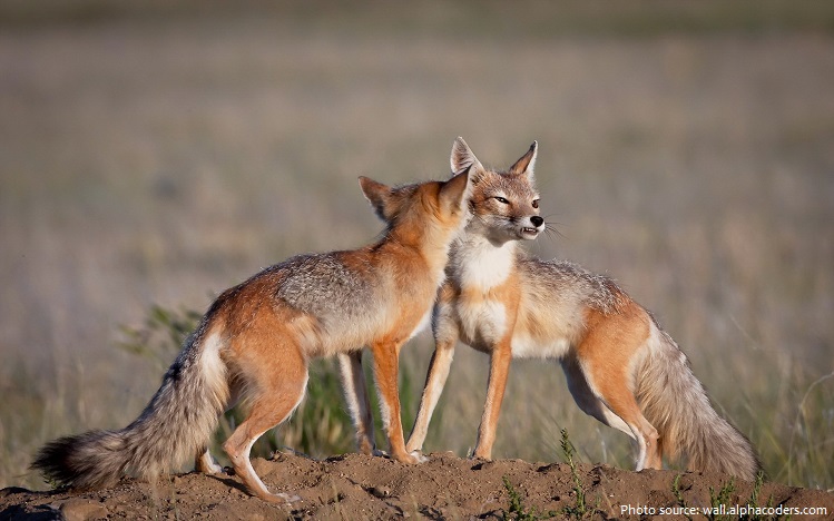 swift foxes