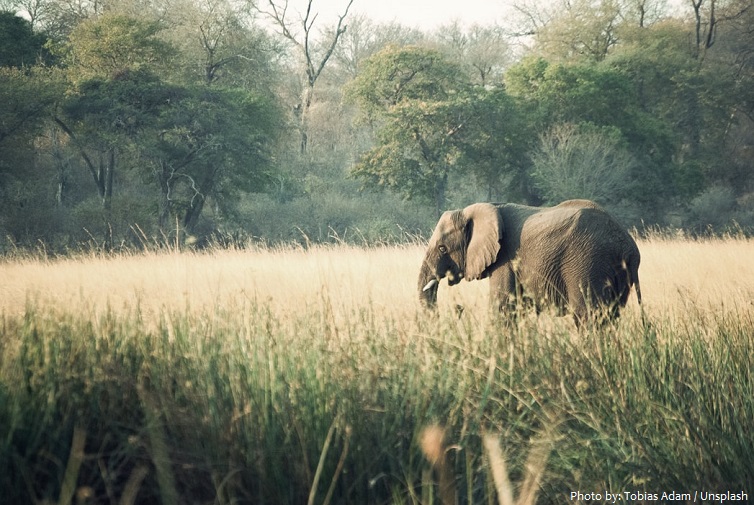 african forest elephant