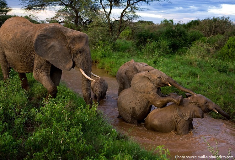 african-forest-elephants-4