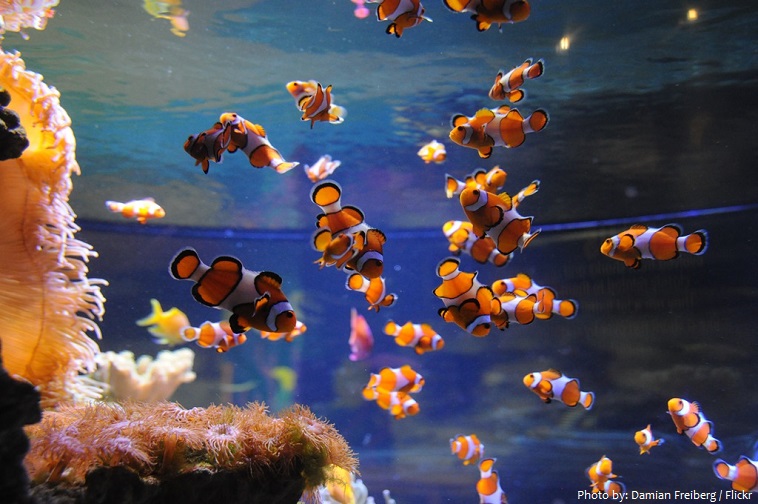 kelly tarlton's sea life aquarium