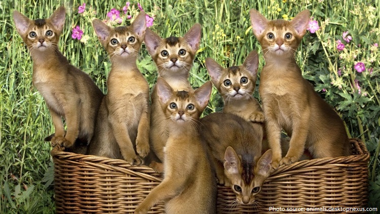 abyssinian kittens