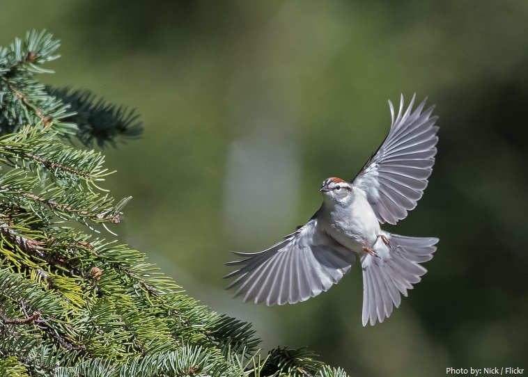 chipping-sparrow-4