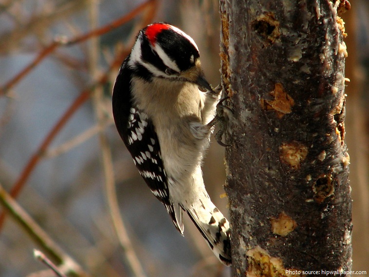 downy-woodpecker-4