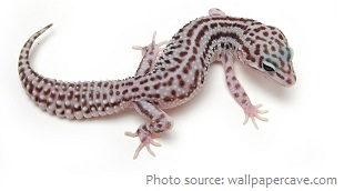 leopard-gecko-6