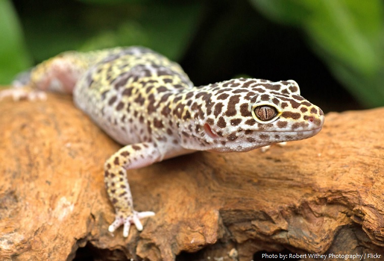 Interesting facts about leopard geckos | Just Fun Facts