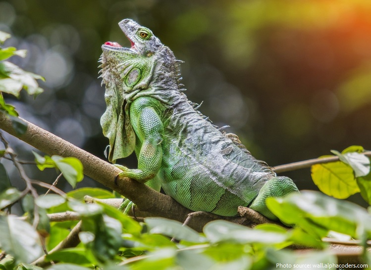 green-iguana-5