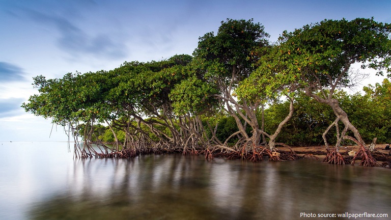 mangrove-2