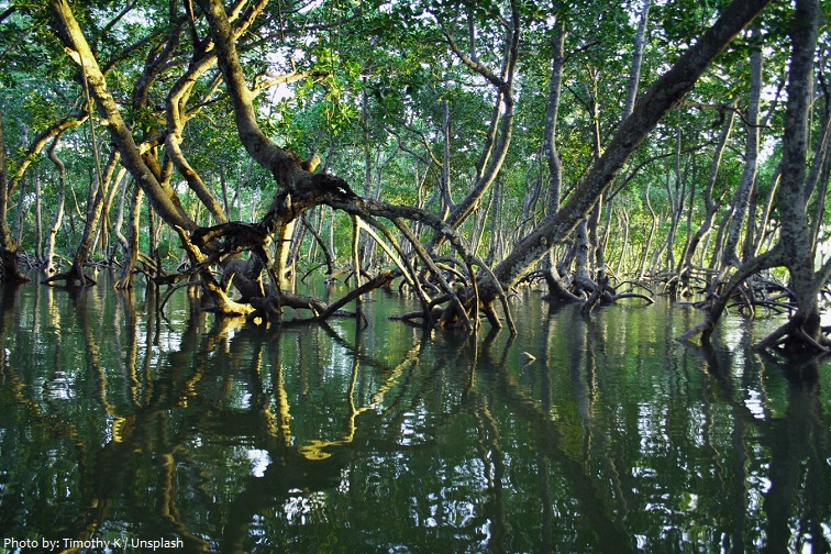 mangrove-3