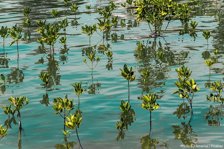mangrove-6