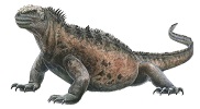 marine-iguana-4