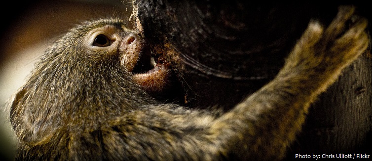 pygmy-marmoset-3