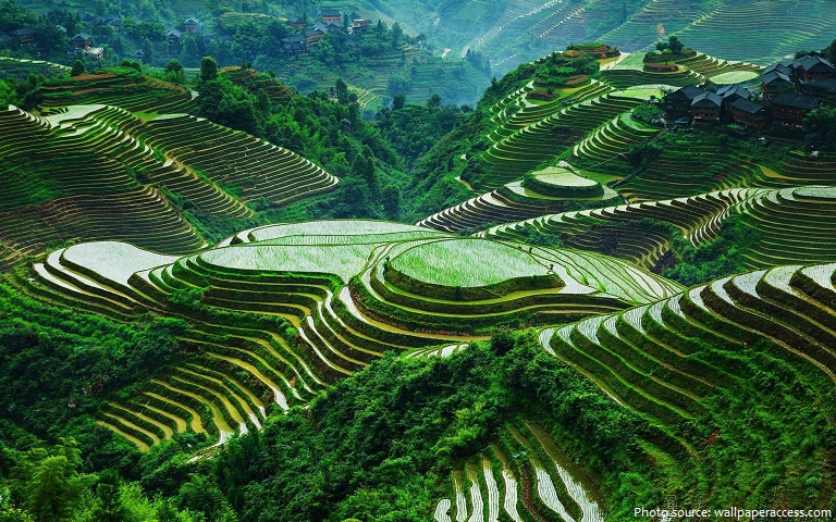 rice terraces of the philippine cordilleras